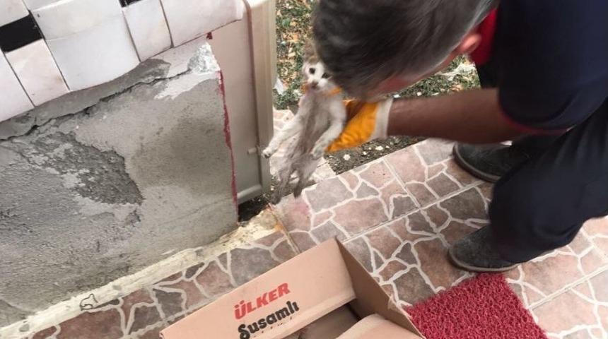 Sungurlu İtfaiyesi Yaralı Kediye Sahip Çıktı