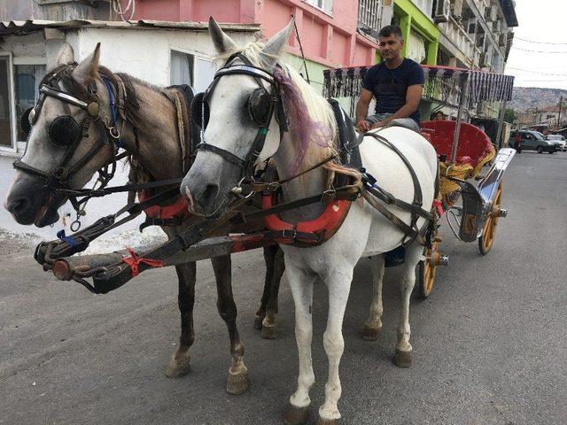 Sıcaklarda Atlar ’çok Koşturulmamalı Ve Dinlendirmeli’ Uyarısı