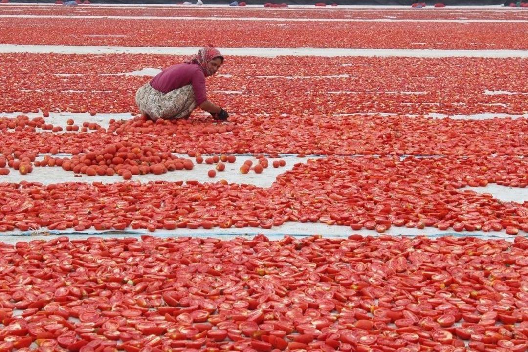 Torbalı&rsquo;dan D&uuml;nyaya 60 Bin Ton Kuru Domates