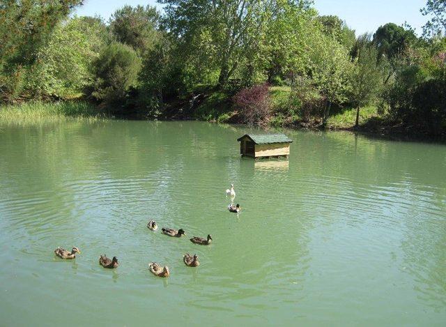 Korunan Alanlarda 150 Bin Adet Meyve Fidanı Toprakla Buluştu