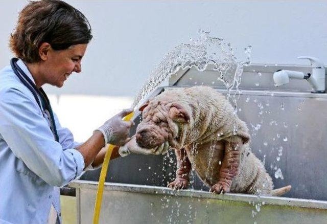 Köpeklere Köpüklü Banyolu Serinlik
