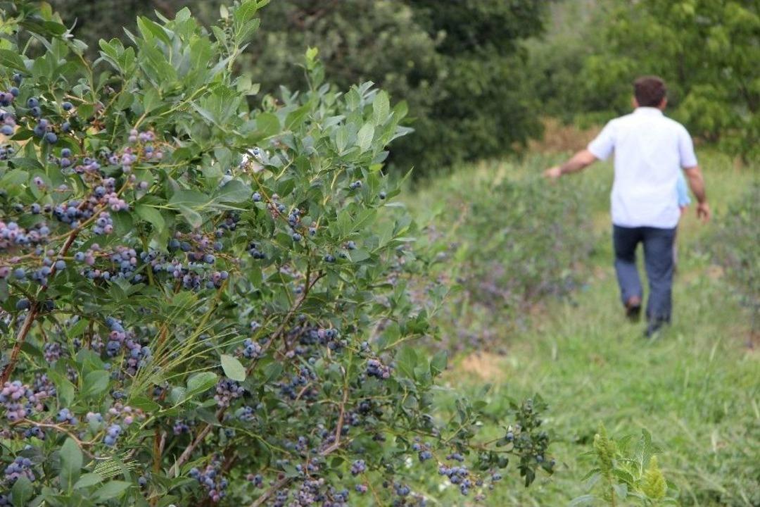 (&ouml;zel Haber) Kimsenin Ekmediği Meyvenin Kilosunu 25 Liradan Satıyor