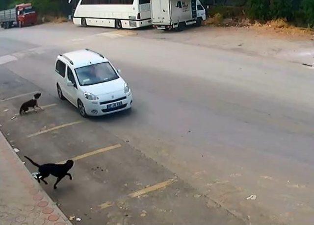 Bilerek Köpeği Ezip Kaçtı