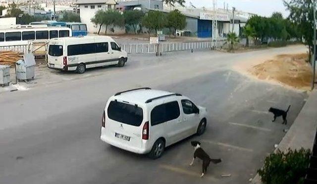 Bilerek Köpeği Ezip Kaçtı