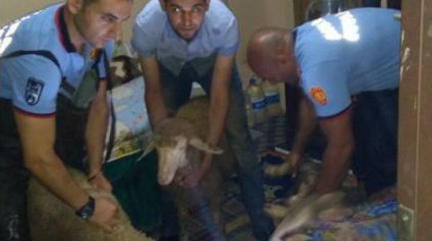 Selde Mahsur Kalan Yaşlı &Ccedil;ift İle Hayvanlarını İtfaiye Kurtardı