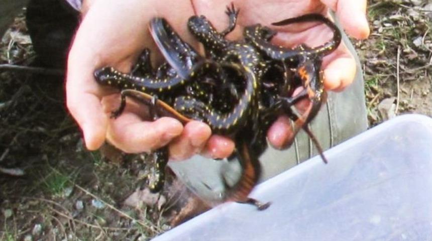 Elazığ&rsquo;da &ldquo;ulusal Biyolojik &Ccedil;eşitlilik Envanter Ve İzleme Projesi&rdquo;