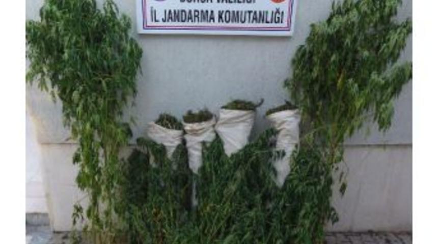 Mustafakemalpaşa'da 30 Kilogram Esrar Ele Ge&ccedil;irildi