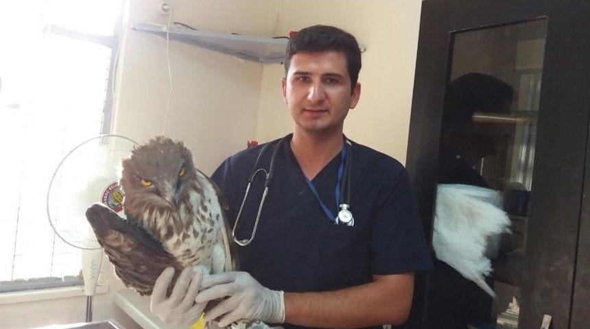 Kırkağa&ccedil;&rsquo;ta Yaralı Kartal Tedavi Edildi