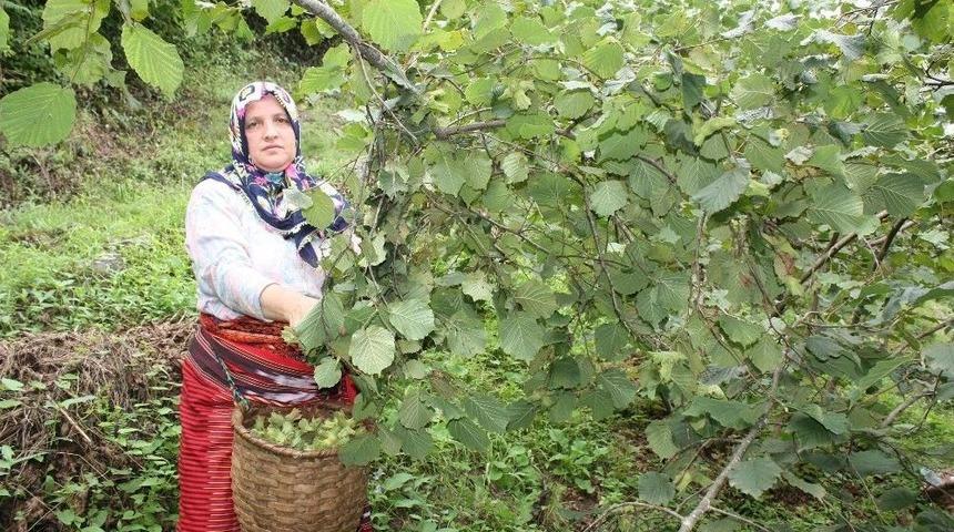 Giresun&rsquo;da Sahil Kesiminde Fındık Hasadı Başladı