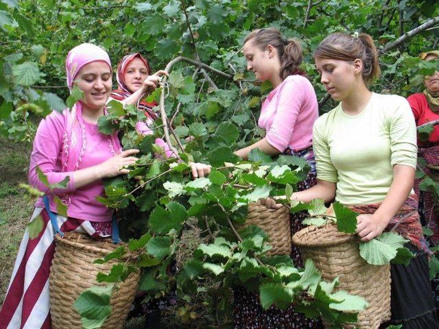 Giresun’da Sahil Kesiminde Fındık Hasadı Başladı