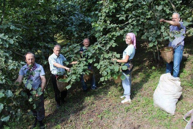 Giresun’da Sahil Kesiminde Fındık Hasadı Başladı