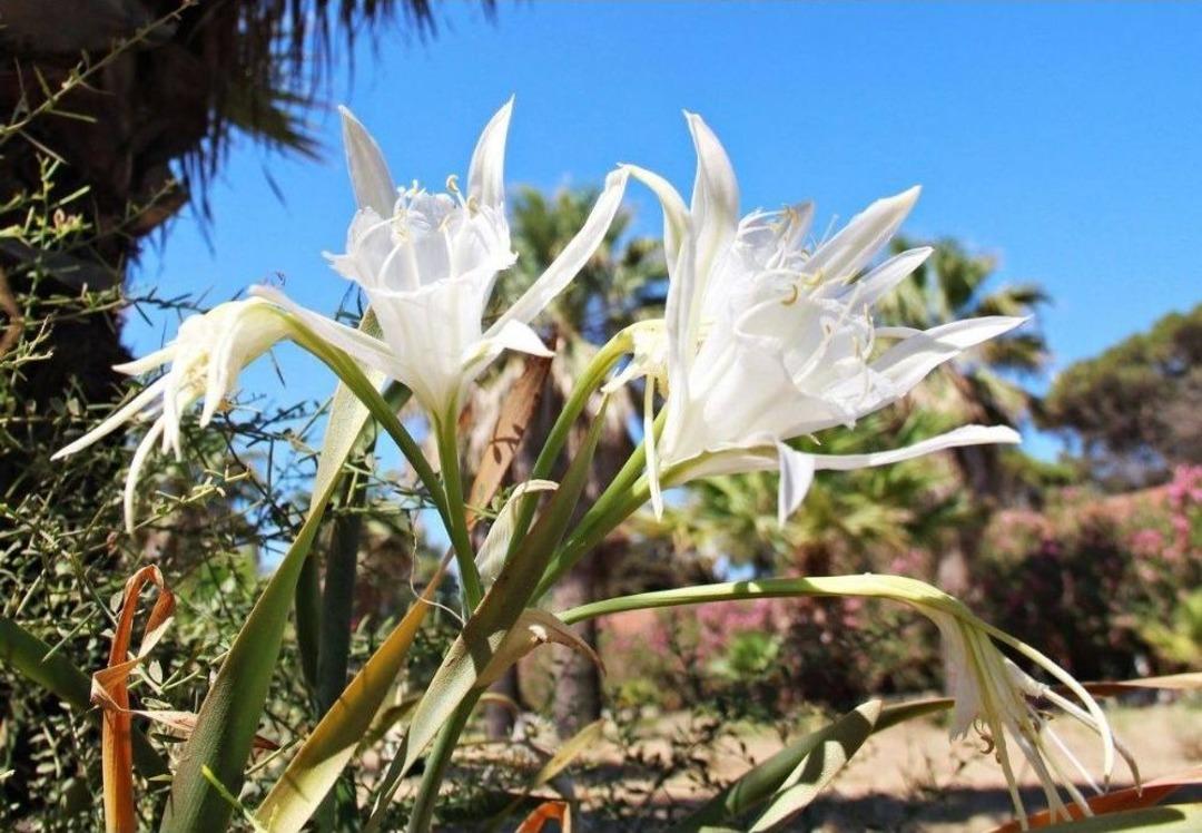 Kum Zambakları Yok Olma Tehlikesi İle Karşı Karşıya