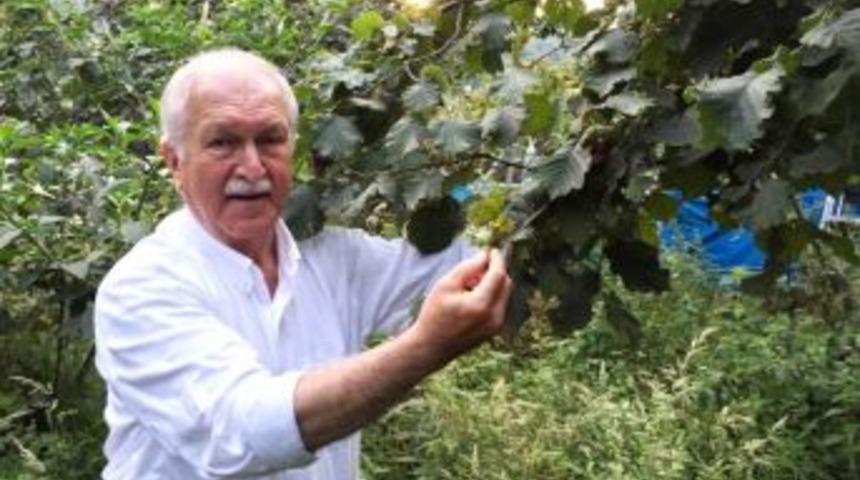 Chp Giresun Milletvekili B&uuml;lent Bektaşoğlu;