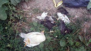 Köydeki Tavuk Ölümleri Paniğe Neden Oldu