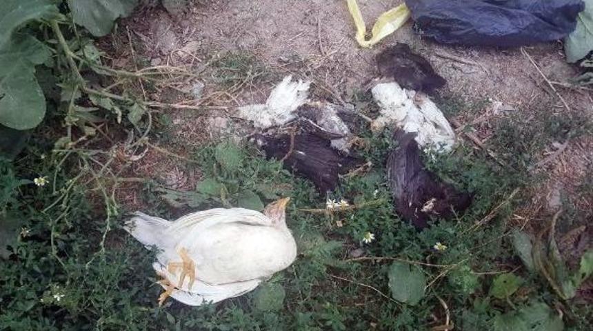 Köydeki Tavuk Ölümleri Paniğe Neden Oldu