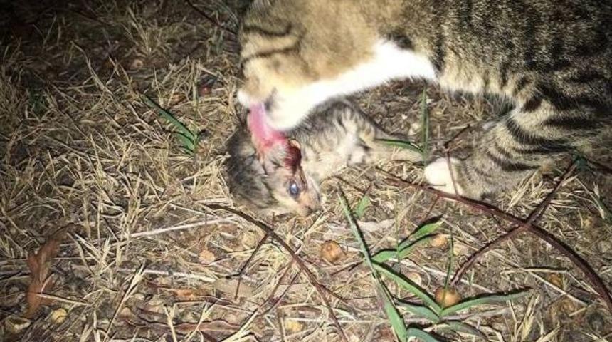 Antalya'da Kedi Katliamı