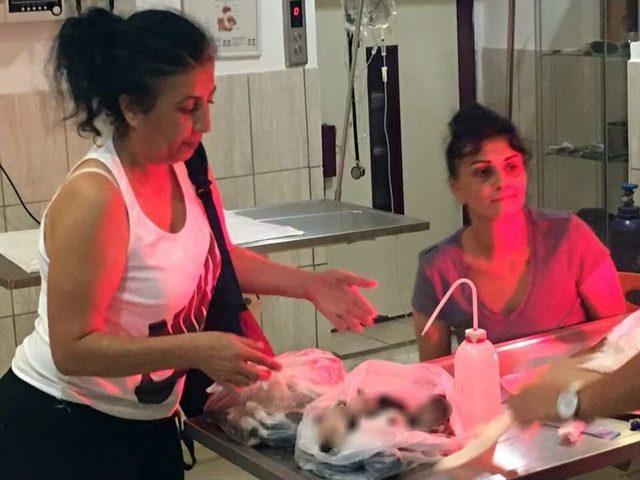 Antalya’da Vahşet: 20 Kedi Katledildi