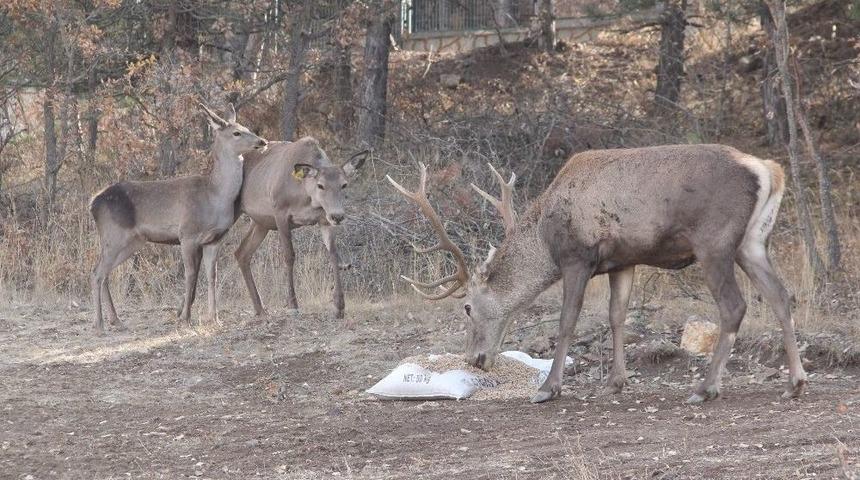 &Ccedil;orum Fauna Tanıtım Alanında Hayvan Pop&uuml;lasyonu Artıyor