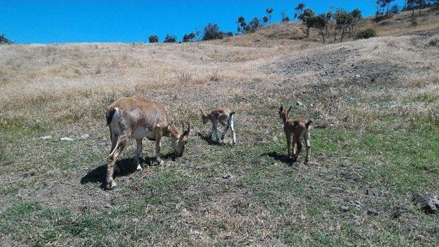 Çorum Fauna Tanıtım Alanında Hayvan Popülasyonu Artıyor