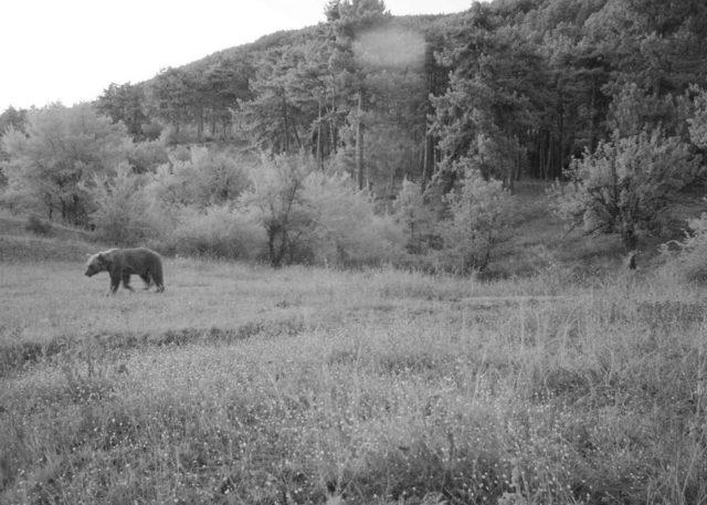 Çorum Fauna Tanıtım Alanında Hayvan Popülasyonu Artıyor