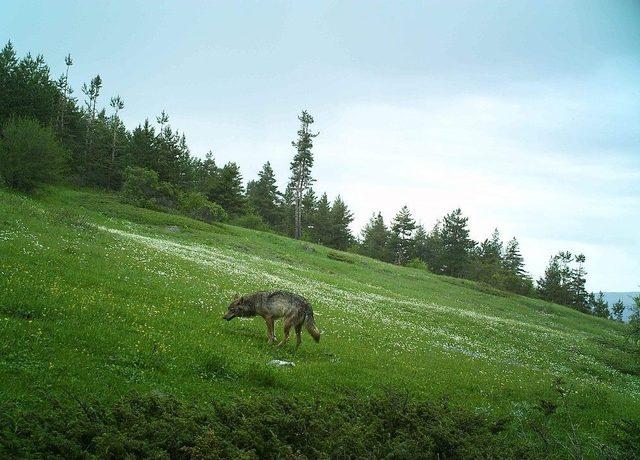 Çorum Fauna Tanıtım Alanında Hayvan Popülasyonu Artıyor