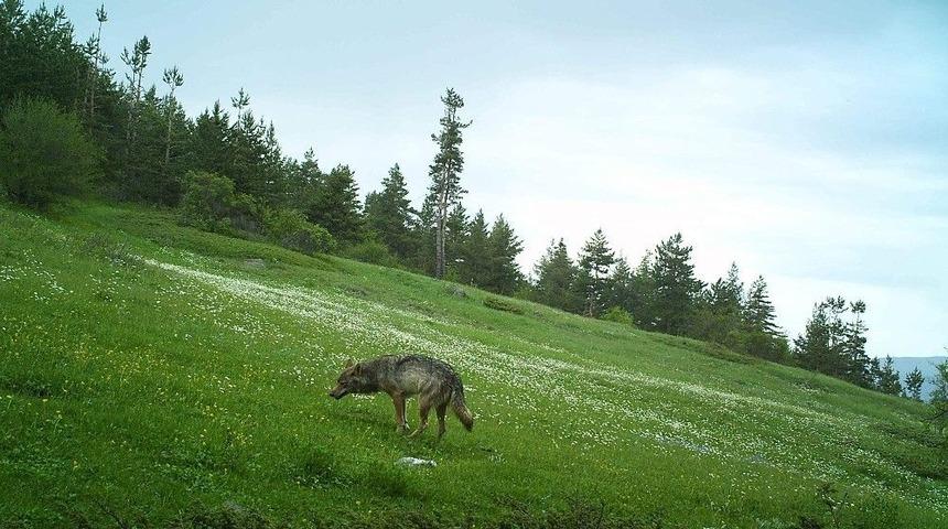 &Ccedil;orum&rsquo;daki Fotokapan Sayısı 49&rsquo;a &Ccedil;ıkarıldı