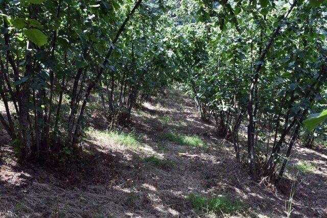 Sakarya’da Mahalleye İnen Ayı Korkuttu