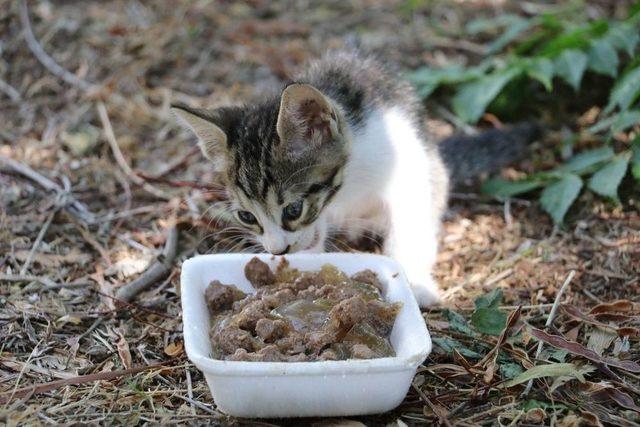 Antalya’da Kedi Katliamı