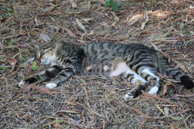 Antalya’da Kedi Katliamı