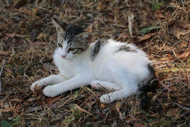 Antalya’da Kedi Katliamı