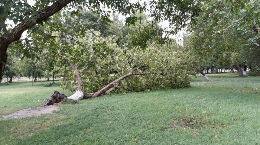 Yağmurla Gelen Hortum Ağa&ccedil;ları K&ouml;k&uuml;nden S&ouml;kt&uuml;