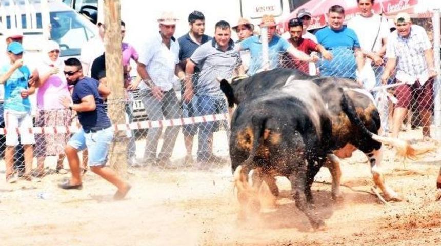 Boğalar Bodrum'da G&uuml;reşti
