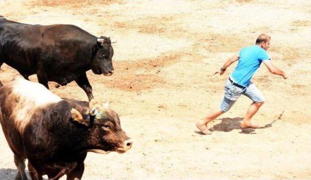 Boğalar Bodrum'da Güreşti