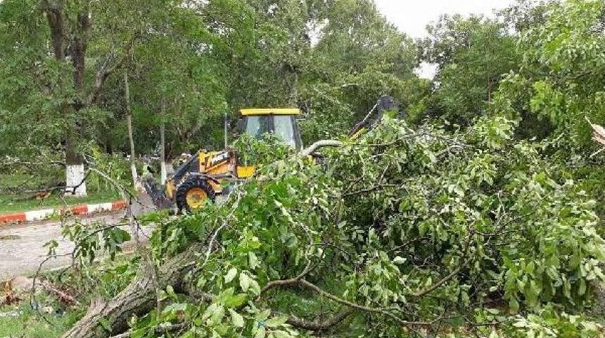 Hortum, Ağa&ccedil;ları K&ouml;k&uuml;nden S&ouml;kt&uuml;