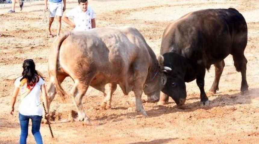 Boğalar Bodrum'da G&uuml;reşti (2)