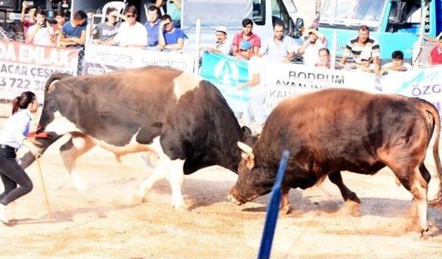 Boğalar Bodrum'da Güreşti (2)