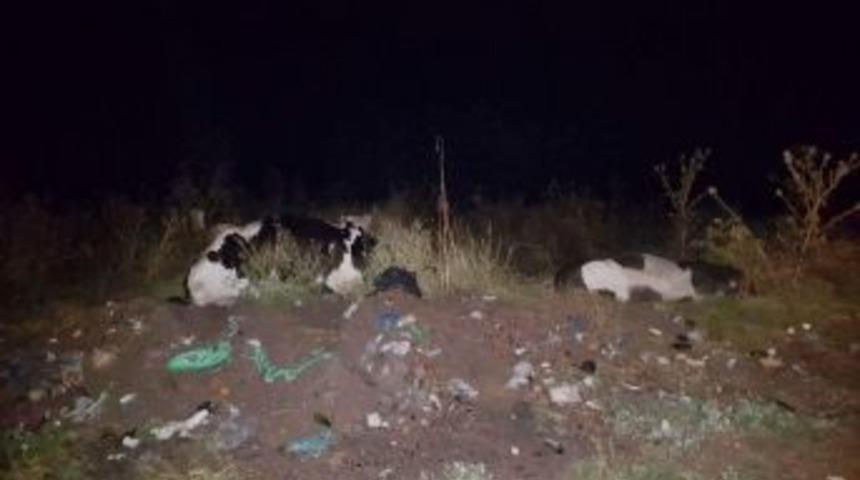 Yıldırım D&uuml;şmesi Sonucu 2 Hamile İnek Telef Oldu