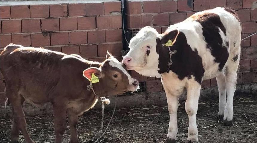 Ayşe Efe, Hayvanlar İ&ccedil;in K&ouml;y&uuml;ne Su İstiyor