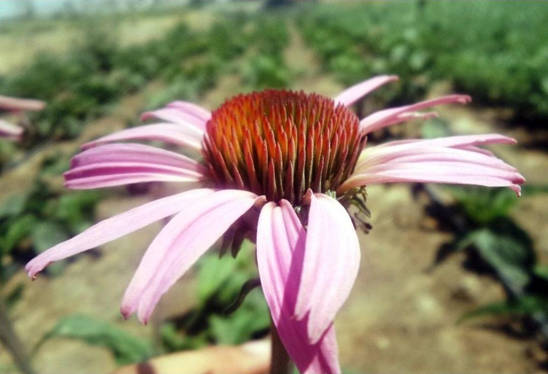 B&ouml;lge Tarımı Alternatif Bitkilerle Canlanacak