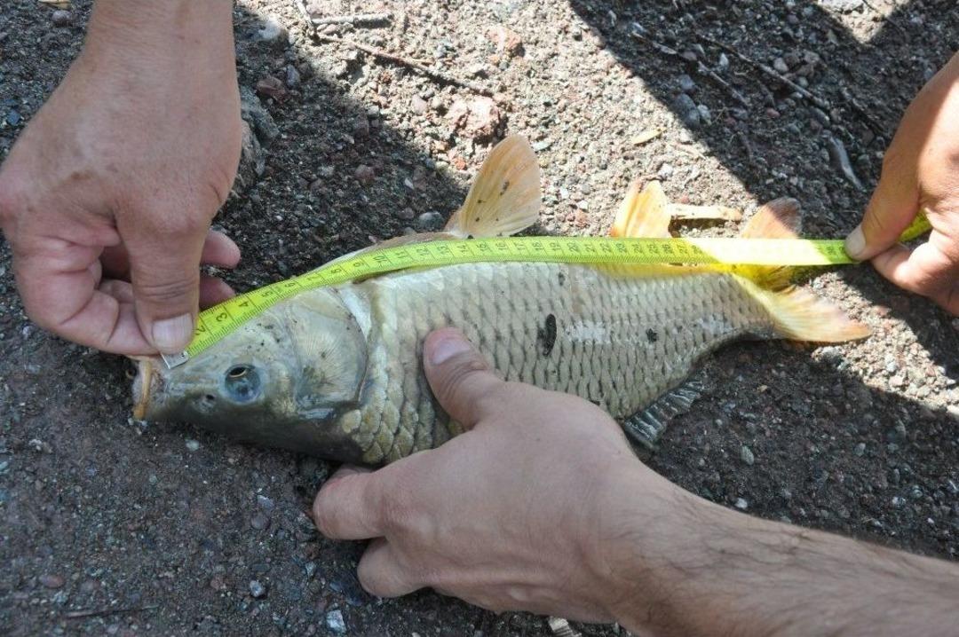 Balık Tutkunları Musa&ouml;z&uuml; G&ouml;leti&rsquo;nde Kıyasıya Yarıştı