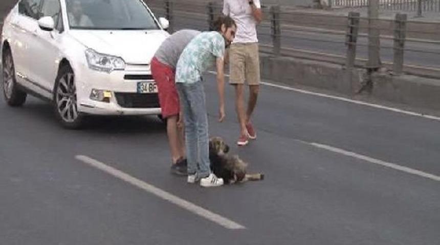 D-100'deki Yaralı K&ouml;peğe Yardım Eli