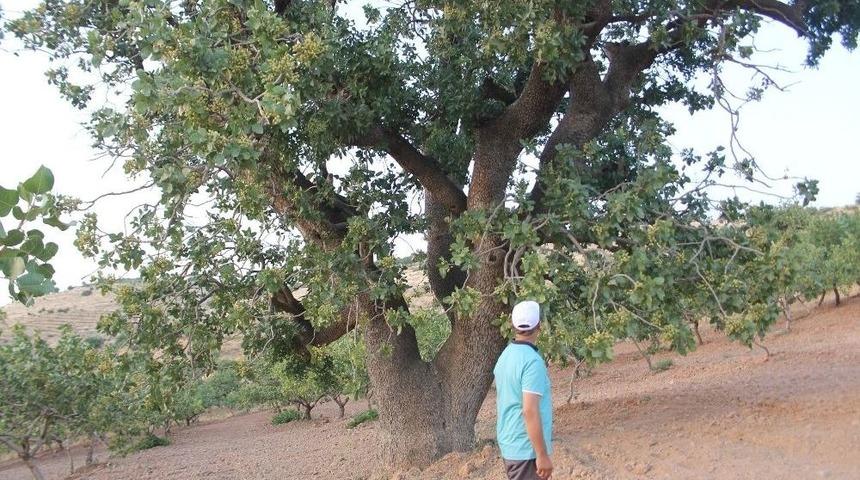 (&ouml;zel Haber) Bin Yaşında, İki &Ccedil;eşit &Uuml;r&uuml;n Veriyor