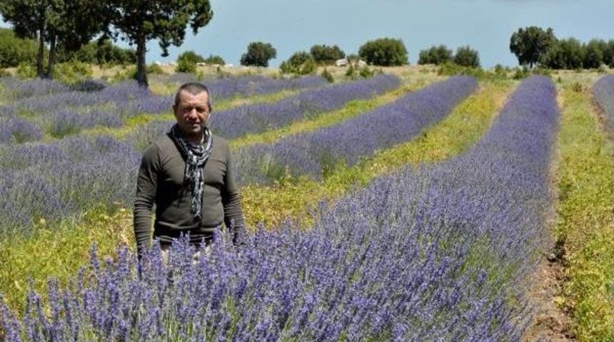 Lavantanın Ekonomiye Katkısı 5 Milyon Lira