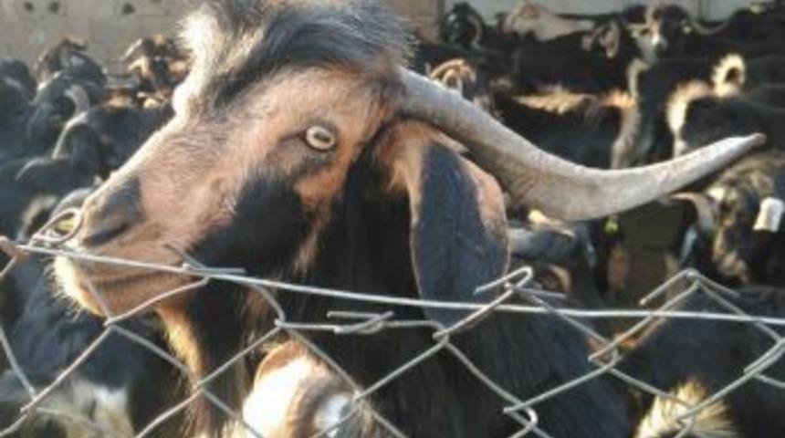 Saygılı: "stoklardaki Kurbanlık K&uuml;&ccedil;&uuml;kbaş Hayvan Sayısı Yeterli"