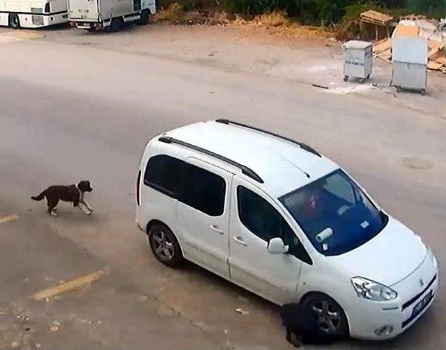 Köpeği Ezen O Sürücü Bulundu