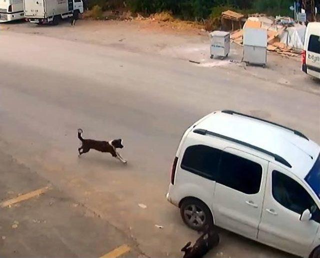 Köpeği Ezen O Sürücü Bulundu