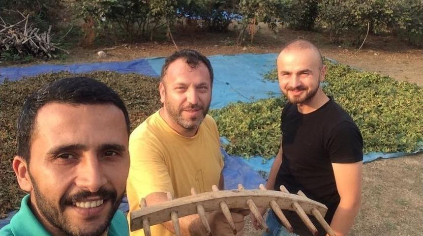 2017 Fındığı Harmana İndi