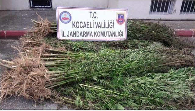 Kocaeli’nde 41 Kilo Eroin Ele Geçirildi