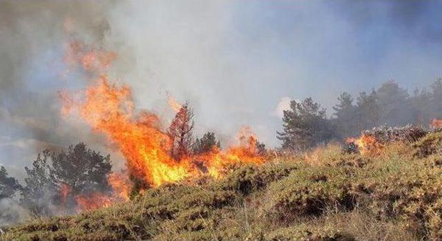 Oltu'da Orman Yangınını Söndürmek Için Halktan Yardım Istendi