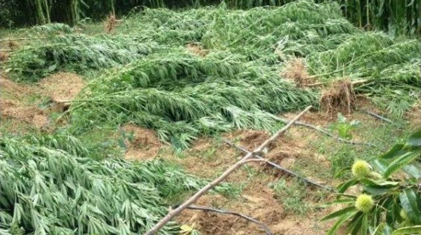 Damlama Sulamayla Hintkeneviri Yetiştiriciliğine 2 G&ouml;zaltı